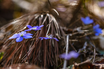 blue forest flowers