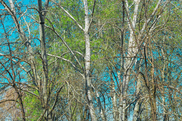 Birch tree branches in spring