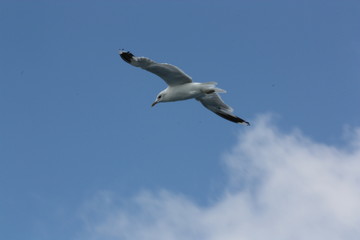 Möwe