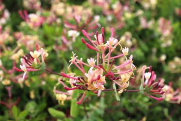 Honeysuckle plant