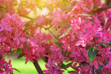 Pink flowers of blossoming cherry tree