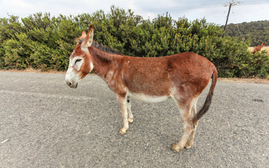 Wild donkey standing in middle of road. Donkeys are roaming freely in Karpass region of Northern Cyprus.