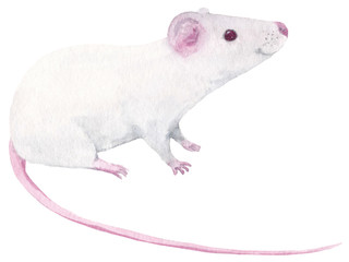 Watercolor hand drawn illustration with cute white rat (mouse) isolated on white background