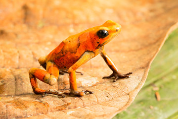Poison dart frog, Oophaga histrionica. A small poisonous animal from the rain forest of Colombia.
