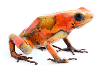 Poison dart frog, Oophaga histrionica. A small poisonous animal from the rain forest of Colombia.
