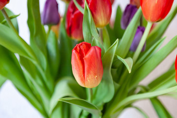A bouquet of tulips close-up view of red and purple with green leaves on a white background. Large flower buds.