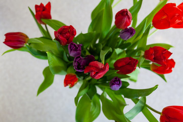 A bouquet of tulips close-up top view of red and purple with green leaves on a white background. Large flower buds.