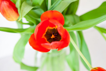 A bouquet of one tulip close-up top view of red and purple with green leaves on a white background. Large flower buds.