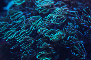 Underwater photo, coral under UV light, tentacles emitting blue and cyan. Abstract marine life background.