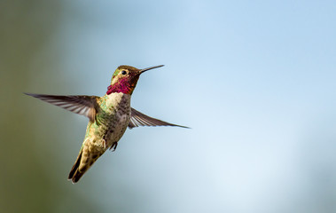 Fototapeta na wymiar Anna's Hummingbird in Flight