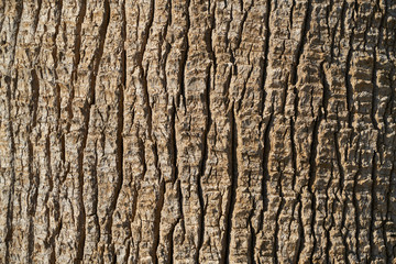 Wooden Texture Background