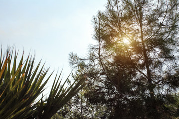 Sun shines through coniferous tree branches, detail on fir, palm in foreground, clear sky background.