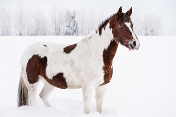 Brown and white horse standing in snow, winter landscape with blurred trees behind her.
