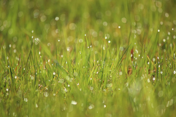 Water drops on green grass