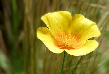 Naklejka premium Poppy.