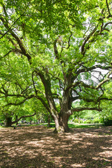 Obraz premium People resting and walking in a park.