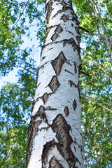 Bright birch bark in forest at summer with branch