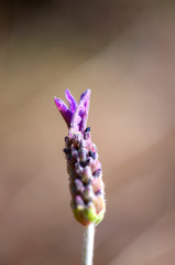 Lavanda