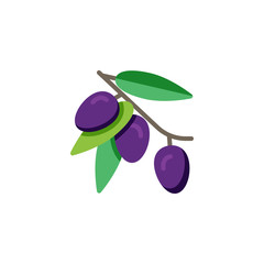 Olive branch with olives fruit flat icon, vector sign, olives branch with leaves colorful pictogram isolated on white. Symbol, logo illustration. Flat style design