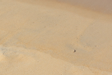 Small crab on the beach by the sea. Summer concept.