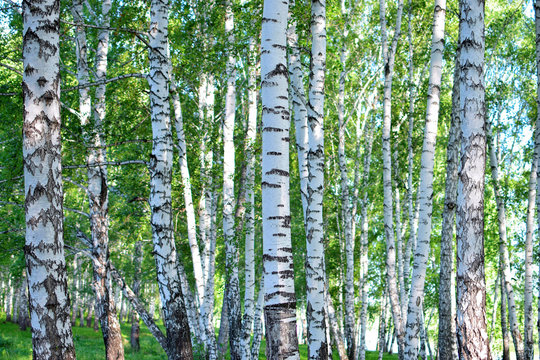 Wonderful forest of birch with different beautiful pattern of bark at summer in Russia