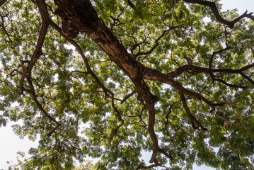 tree with green leaves