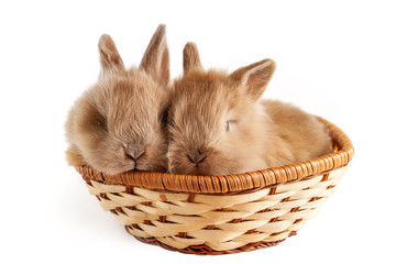 Two little red rabbits sits in a basket is isolated at white background