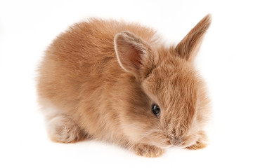 Naklejka premium The little red rabbit sits at isolated white background, short focus