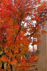 autumn leaves on the wall