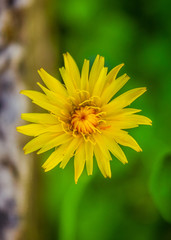 Yellow Flower