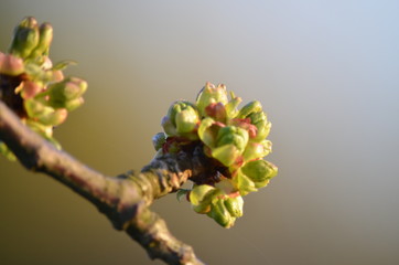 Kirschknospe im Frühjahr