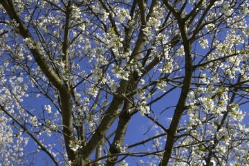 Prunus Avium Wilde Vogelkirsche