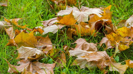 12774_Closer_look_of_the_weathered_maple_leaves.jpg
