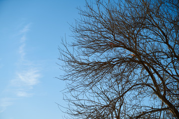 Tree and Sky Background