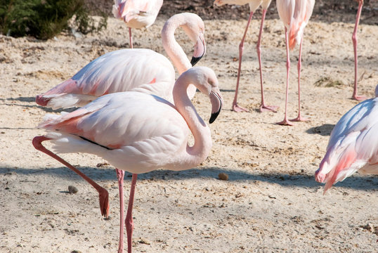 Flamingos stand on sand