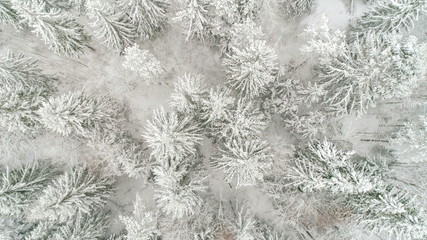 12813_Top_view_of_the_spruce_trees_in_snow_covered_in_the_forest_.jpg