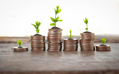 Financial planning, Money growth concept. Coins with young plant on table with backdrop blurred of nature