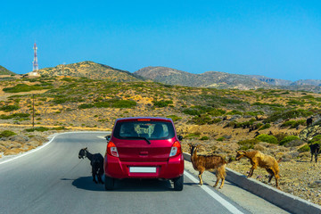  The curious goats looks into the car window on a road