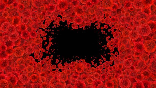 Beautiful Growing Flowers Red Carnations Covering the Screen. Blooming Flowers Animation with Alpha Matte. Useful for Transitions. Spring Nature and New Life Concept. 4k Ultra HD 3840x2160