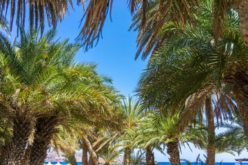 Fototapeta na wymiar Palm trees on Crete, Greece