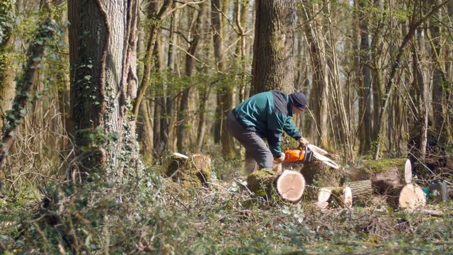 Un proprietaire forestier utilise une tron&ccedil;onneuse pour couper un ch&ecirc;ne