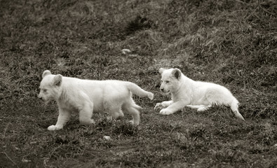 black and white photo of a cute lion cub in nature