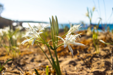 ancratium maritimum, or sea daffodil, flower of white flakes on the beach, Crete, Greece