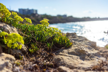 Flower of yellow flakes on the beach, Crete, Greece