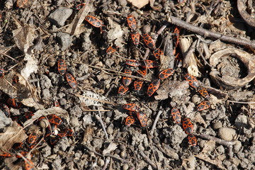 Firebugs( Pyrrhocoris apterus). Common insect of the family Pyrrhocoridae.