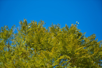 Tree and Sky Background