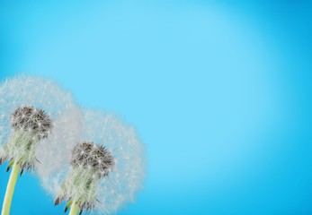 Close up of grown dandelions and dandelion seeds isolated on  background