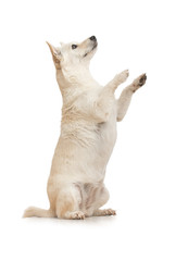 Studio shot of adorable pet dog asks for a treat isolated on white background.
