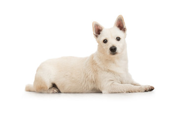 Studio shot of adorable pet dog isolated on white background.