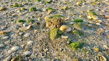 sea grass on shell beach 